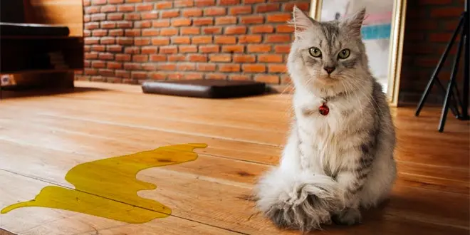 Tips Menghilangkan Bau Urin Kucing Yang Susah Nak Hilangkan Tu