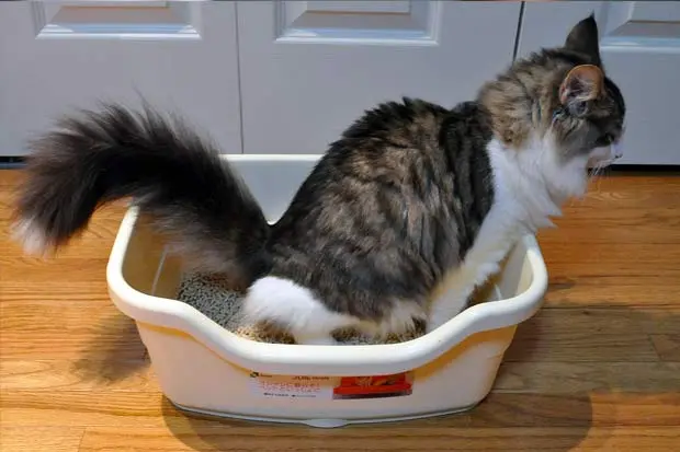 Cat litter box use
