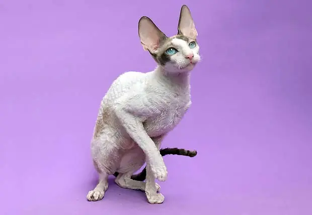 Cornish Rex cat