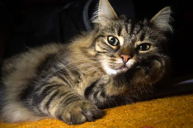 long haired bengal kittens