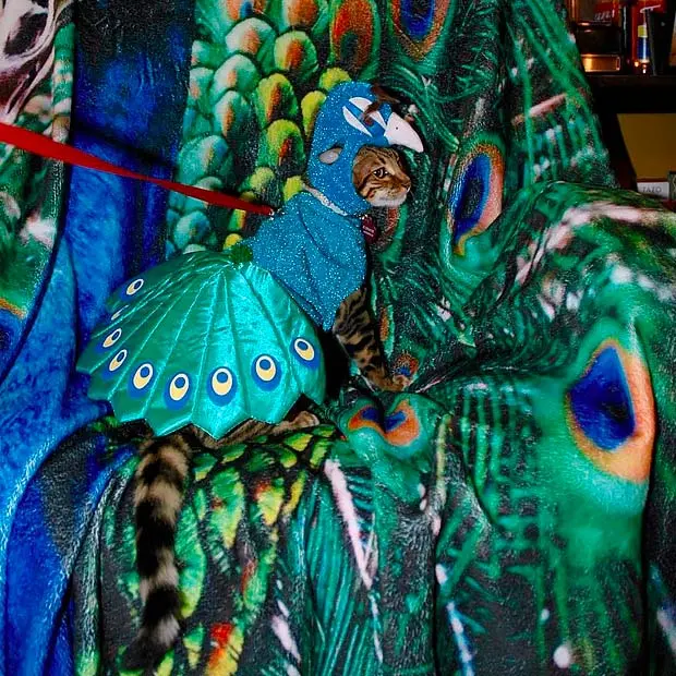 Bengal cat in a peacock costume