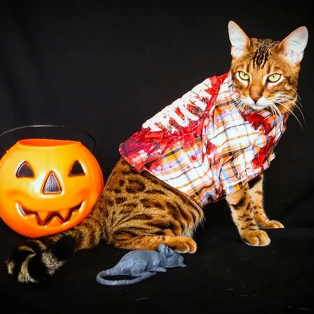 Fear the walking cat - Zombie costume