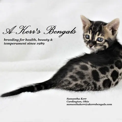 A-Kerrs Bengal Cats A-Kerrs Bengal Cats