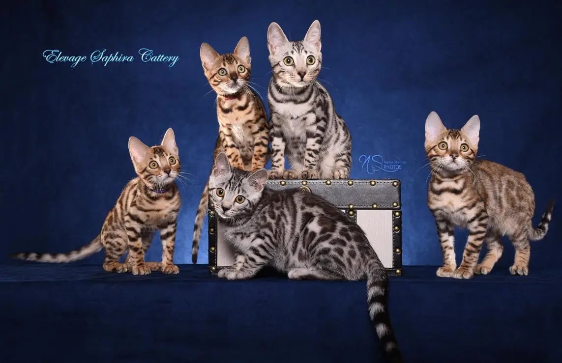 Bengal Cat Breeders in Canada | Bengalcats.co Directory Bengal Cat Breeders in Canada | Bengalcats.co Directory