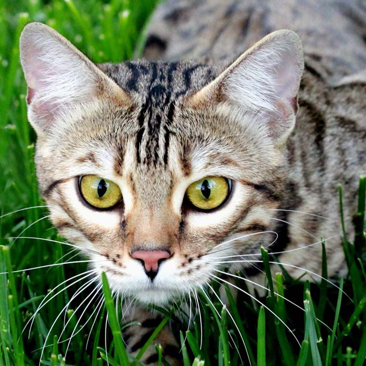 Wildrose Bengals Wildrose Bengals