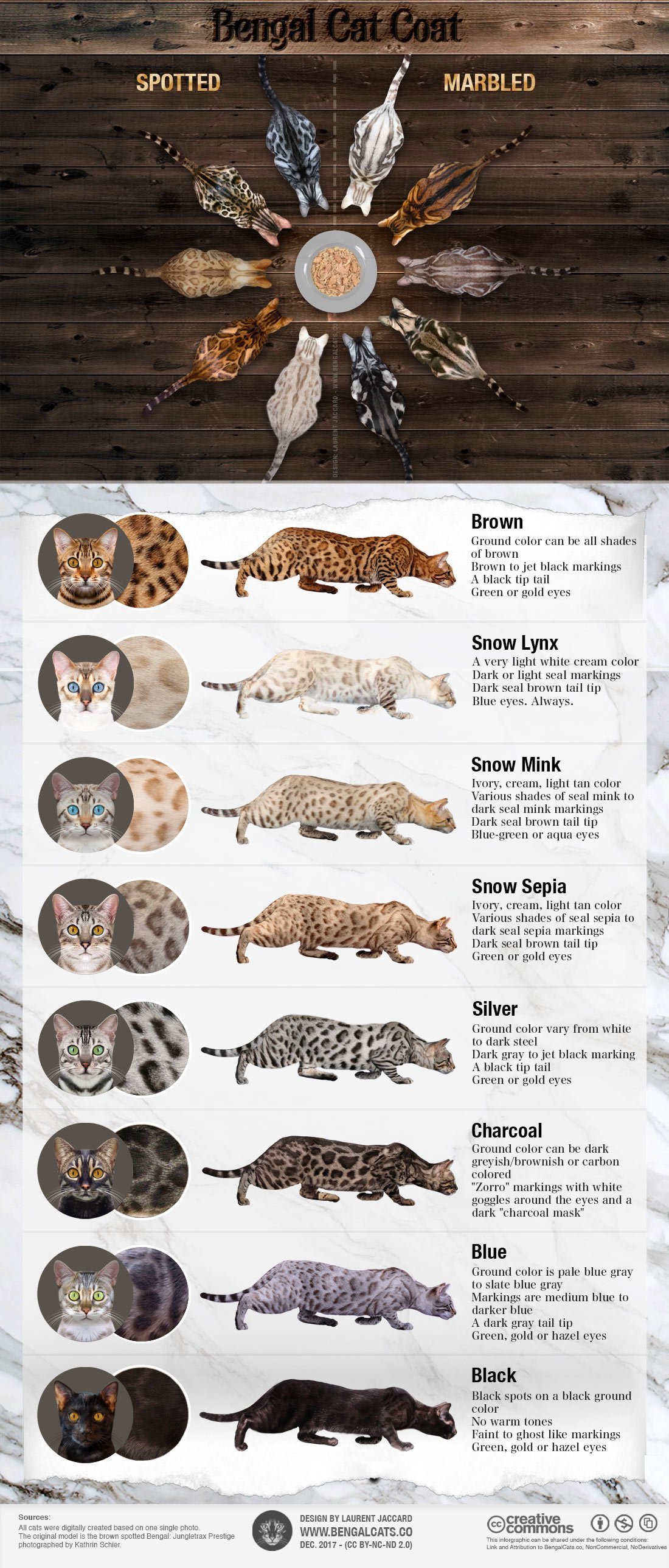 Cat Coat Colors Chart