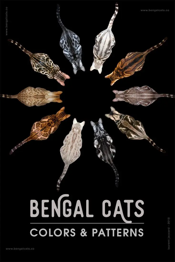 A Visual Guide to Bengal Cat Colors & Patterns [INFOGRAPHIC]