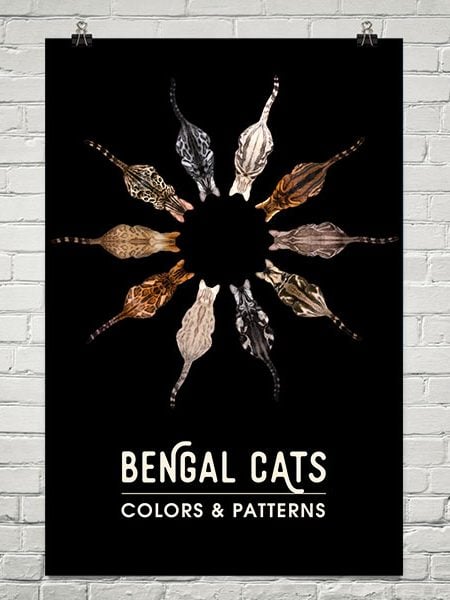 Bengal cats colors and patterns poster