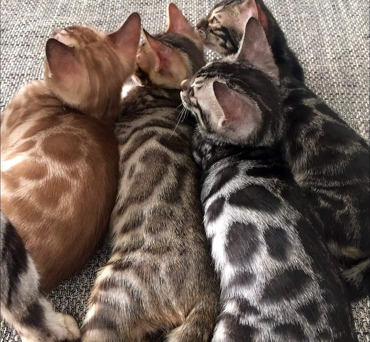 Bengal Cat Colors and Patterns Visual Guide