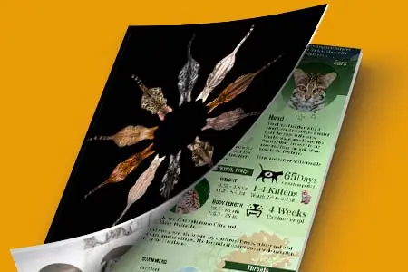 Bengal cats ebook