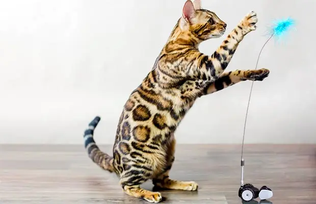 best toys for active cats
