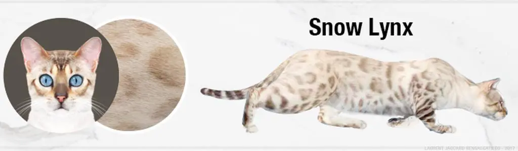 Snow Lynx Bengal Cat Colors