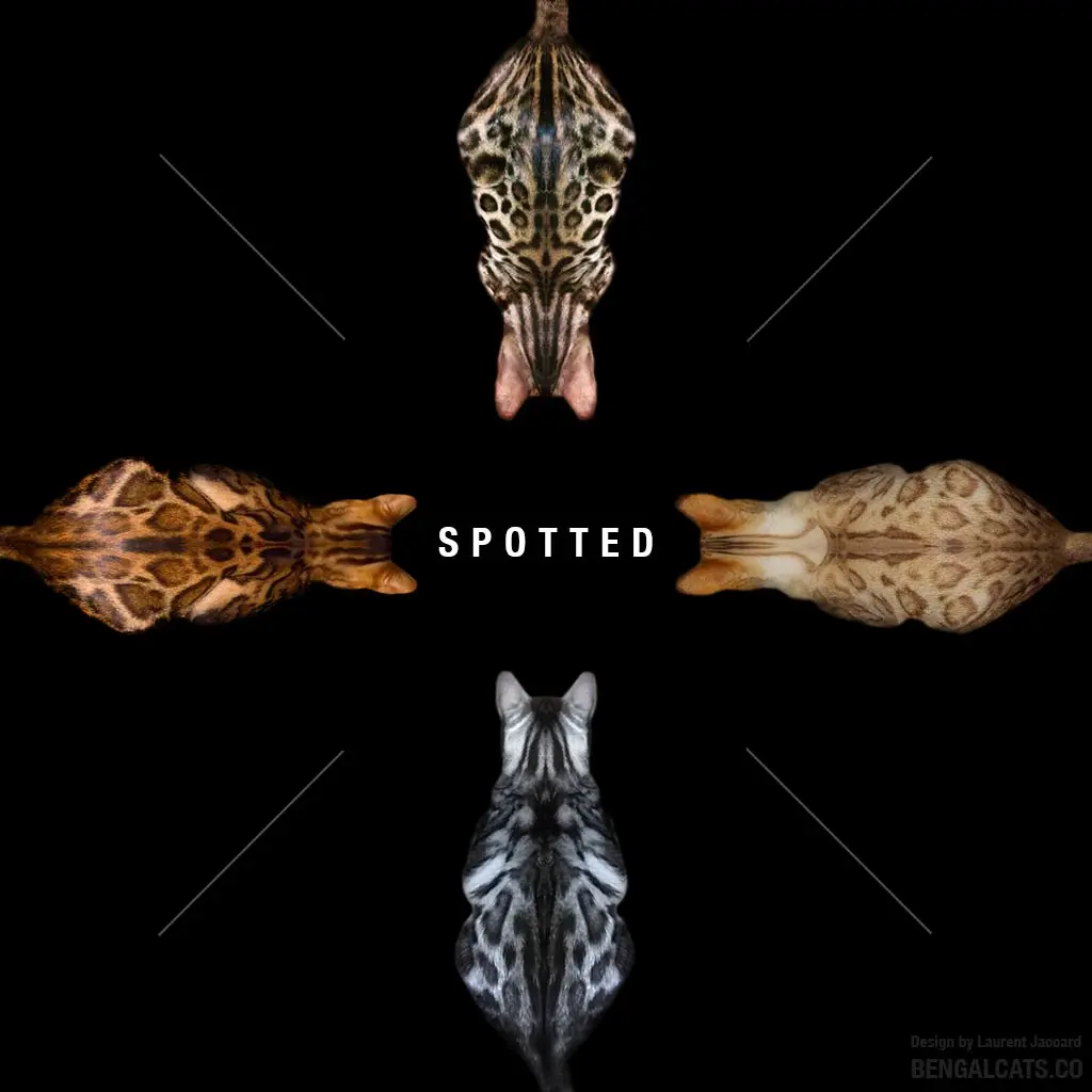 Bengal Cat Colors Maple Bengals Bengal Cats And Kittens Bengal Cat Colors Maple Bengals Bengal Cats And Kittens
