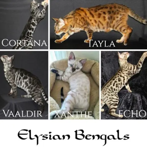 Elysian Bengals Elysian Bengals
