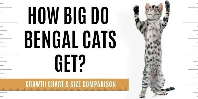Bengal cat size, weight and comparison chart