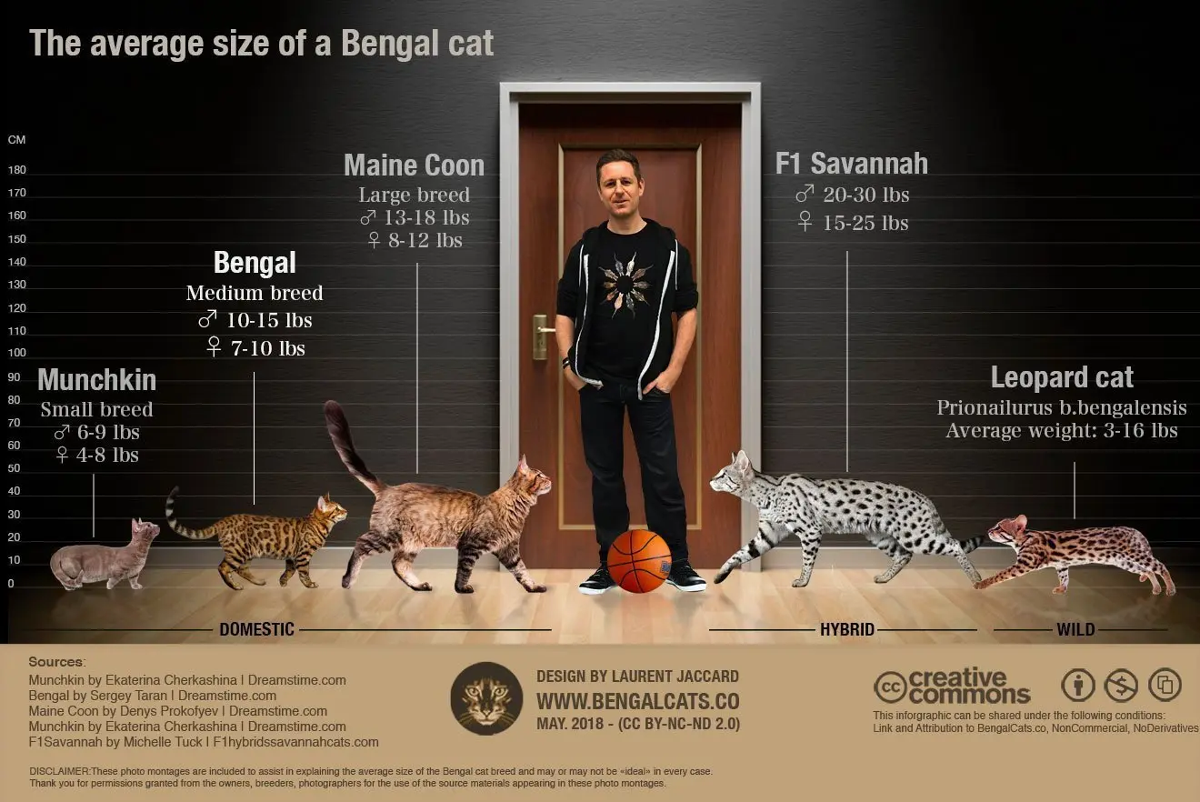 Bengal Cat Size Chart