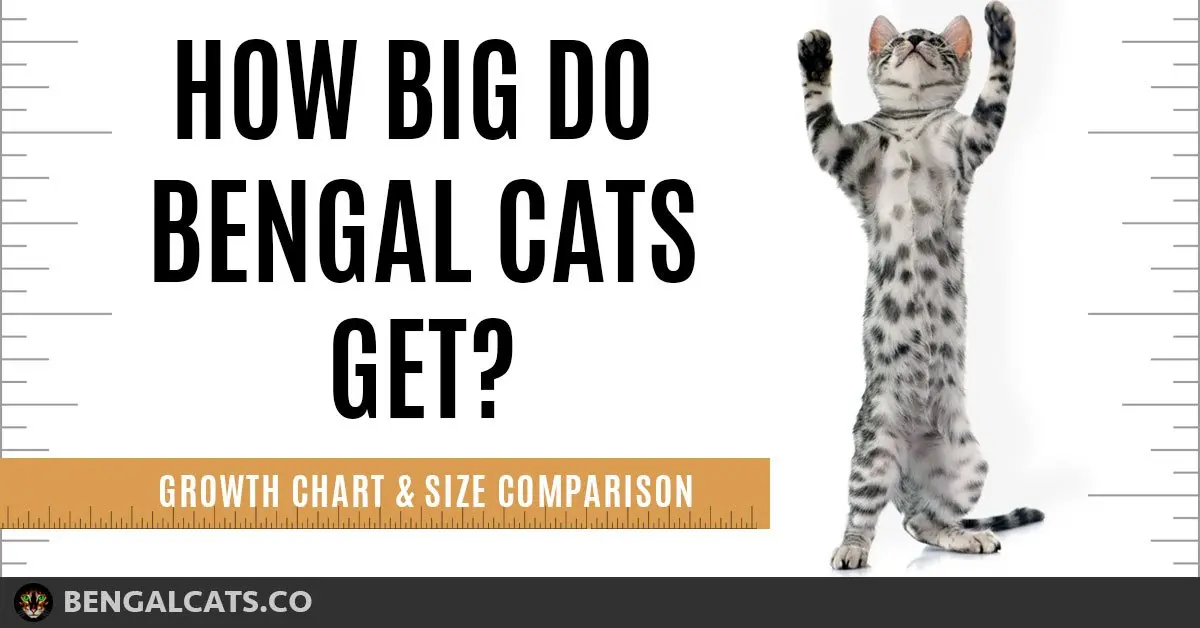 Wild Cat Size Chart