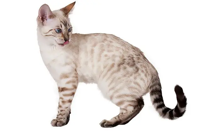white snow bengal cat