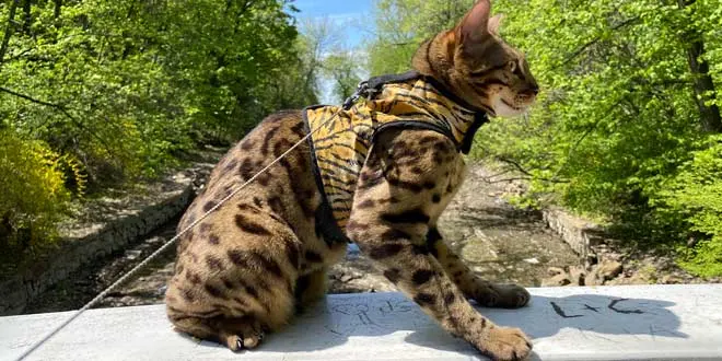 The Best Cat Harness and Leash in 2020 