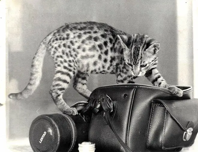 One of the first F1 kittens