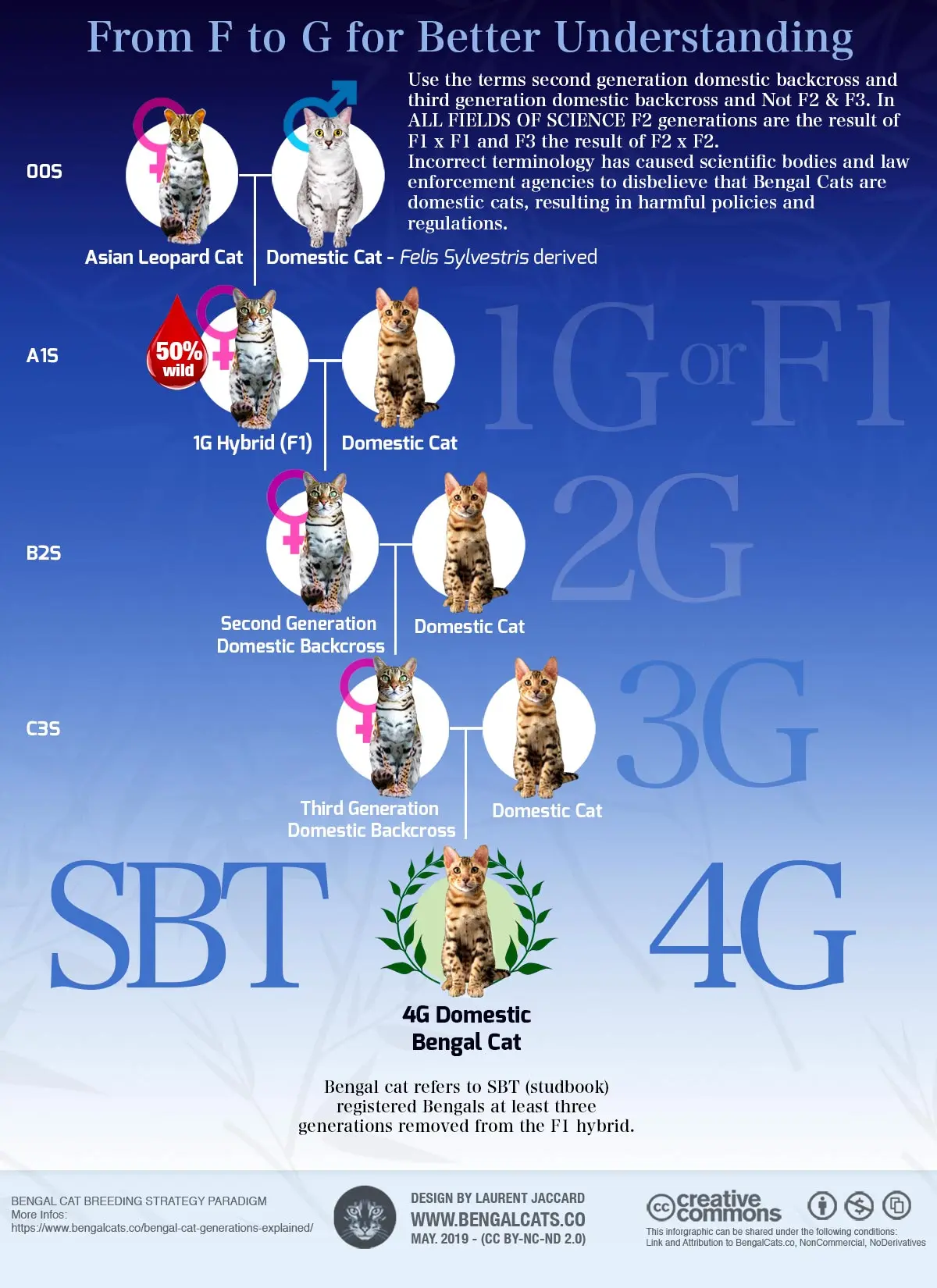 Infographic Bengal cat generations: filial and foundation