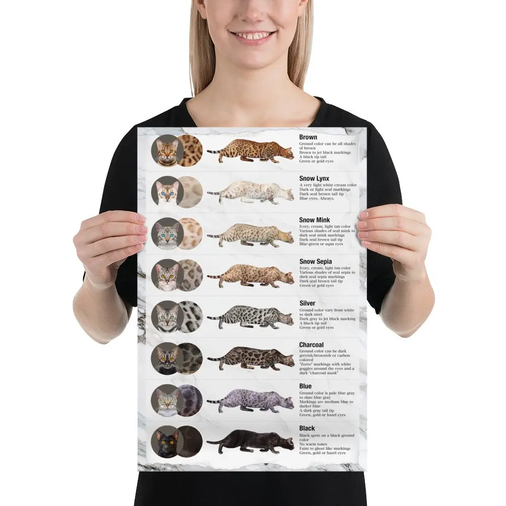 Bengal Cat Colors Poster Bengal Cat Lovers Blog Bengalcats Co Bengal Cat Colors Poster Bengal Cat Lovers Blog Bengalcats Co