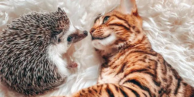 Herbee the hedgehog and Audree the Bengal cat