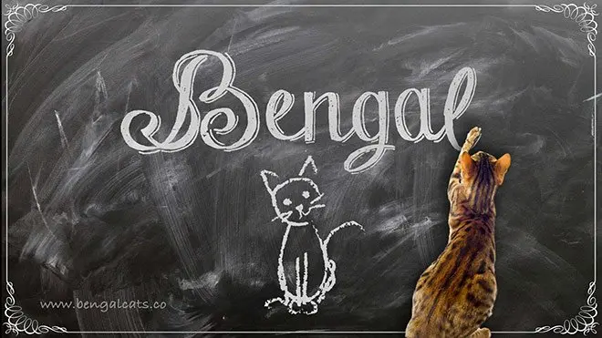 Bengal Cat Breed